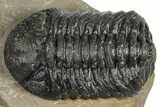Bargain, Phacopid (Morocops) Trilobite - Foum Zguid, Morocco #363154-1
